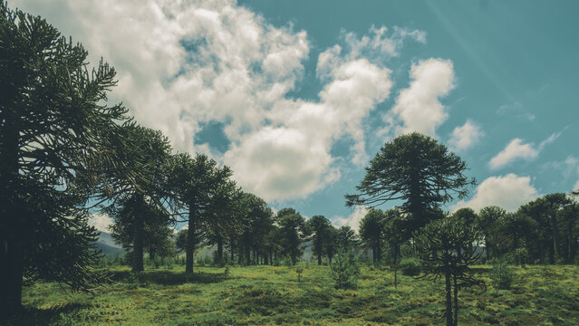 Foto ancha de un grupo de araucarias en la naturaleza de la araucania chile. Se ve el cielo azul, nubes blancas y pasto verde