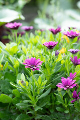 Fototapeta premium Purple flowers on the street