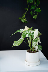 Monstera alba in a white pot on a table on a black background