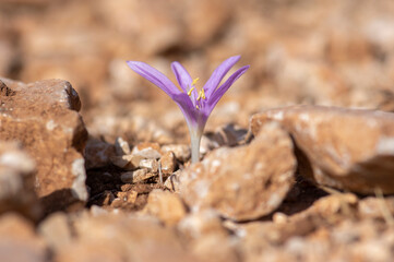 Colchicum parlatoris small wild flowering autumnal flowers endemic on Zakynthos Greece island, purple pink flowering plant