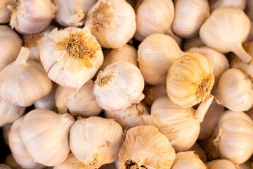 Organic white garlic on the market - Allium sativum