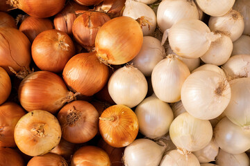 Allium cepa - White and brown onion on the market