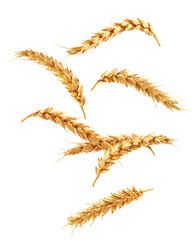Falling Wheat isolated on white background, clipping path, full depth of field