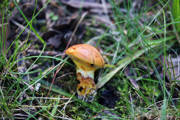 Jesienny grzyb rośnie na leśnej polanie. 