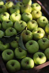 green apples in a market