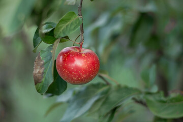 Obraz premium red apple on a branch