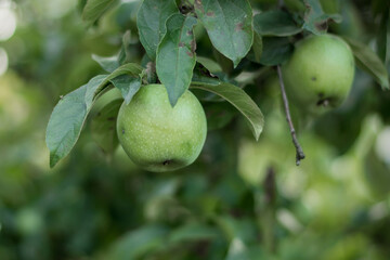 apples on tree