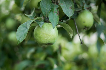 apples on tree