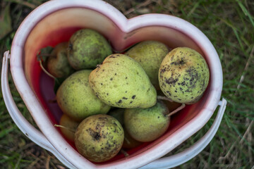 pears in a basket