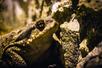 frog on a rock, Iberian midwife toad