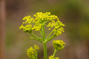 Closeup of yellow parsnip inflorescence with blurred plants on background