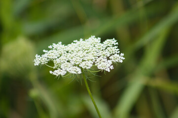 Closeup of wild carrot inflorescence with green blurred plants on background