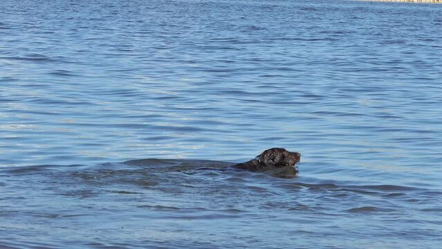 A hunting dog swims in the river. High quality 4k footage