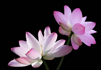 Close up of blooming pink Lotus flowers against the black background.