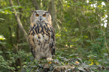 Eagle owl sat on a tree stump
