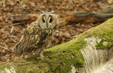 Eagle owl sat quietly on a mossy silver birch tree trunk