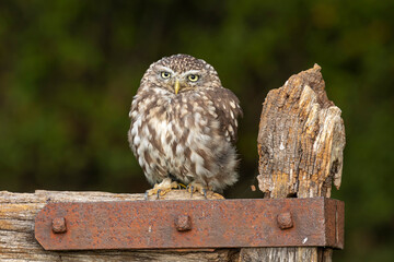 Little owl sat on a gate post with a metal hinge