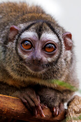 The three-striped night monkey (Aotus trivirgatus), also known as northern night monkey or northern owl monkey