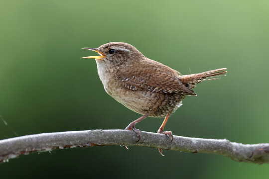 The Eurasian wren (Troglodytes troglodytes) or northern wren perching on twig.