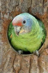 Red-tailed Amazon (Amazona brasiliensis) in natural habitat.