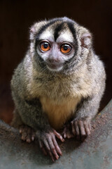 Closeup portrait of the three-striped night monkey (Aotus trivirgatus), northern night monkey or northern owl monkey.