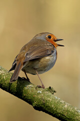 The European robin (Erithacus rubecula), robin or robin redbreast in natural habitat.