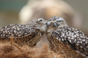 The burrowing owls (Athene cunicularia), also called the Shoco - obrazy, fototapety, plakaty