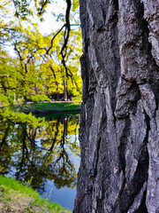 tree in the park