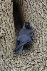 The western jackdaw (Coloeus monedula), Eurasian jackdaw, the European jackdaw, or simply the jackdaw.