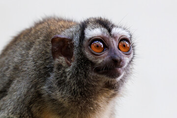 The three-striped night monkey (Aotus trivirgatus), also known as northern night monkey or northern owl monkey