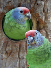 Red-tailed Amazon (Amazona brasiliensis), cute parrots.