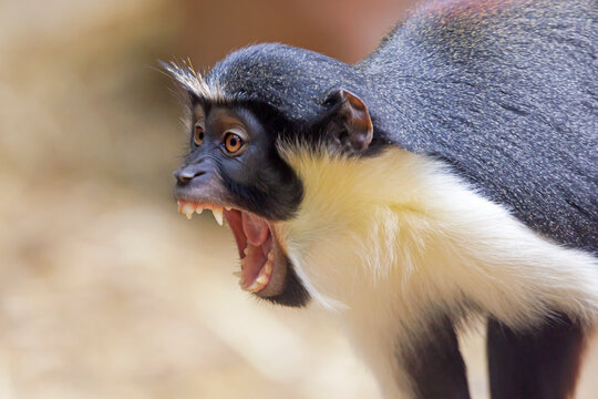 The Diana monkey (Cercopithecus diana) closeup portrait