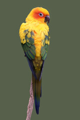 The sun parakeet (Aratinga solstitialis), sun conure perching on branch.