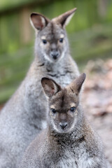 Group of red-necked wallabies or Bennett's wallaby (Notamacropus rufogriseus)