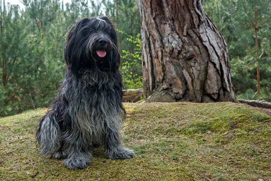 Dutch sheepdog, Schapendoes. Cute animal posing in forest.