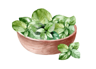 Wooden bowl with fresh herbs. Green basil. watercolor hand drawn illustration