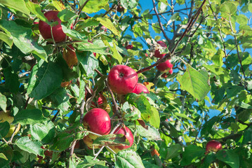 dojrzałe jabłka rosnące na drzewie w sadzie - obrazy, fototapety, plakaty