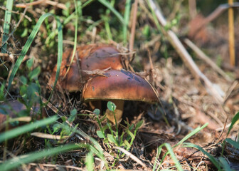 jesienne zbiory grzybów w lesie