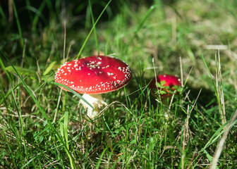 Czerwony trujący muchomor na tle trawy w słoneczny jesienny dzień w lesie.