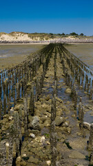 Alignement de pieux de conchyliculture sur le littoral dans la baie de Berck