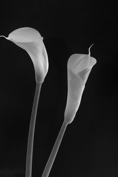 Two white calla lily