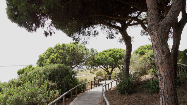 Tree in the park. Natural Park. Marshes of rio Piedras y Flcha del Rompido. Huelva. Andalusia 
