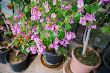 Blooming Bougainvillea in a flower pot in the botanical garden. Pink little flowers. An exotic evergreen plant.