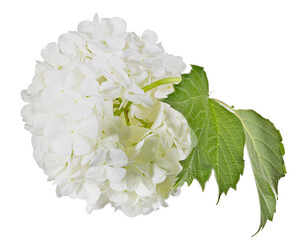 white flower sphere with leaves