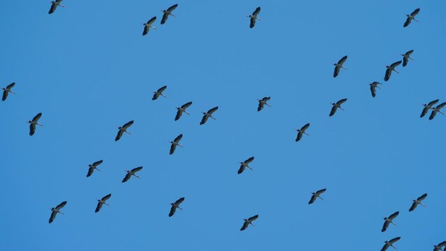 Flock of Asian Openbill Stork (Anastomus oscitans) Birds Flying in the Sky