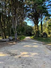 Amazing path in a forest 