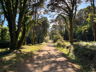 Amazing path in a forest 