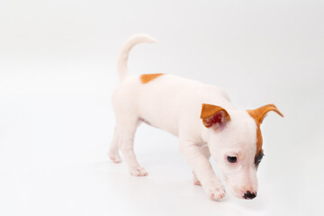 a jack russell terrier puppy on a white background. 