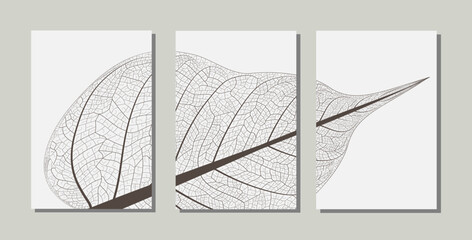 Triptych of structure of dry leaf texture background. Closeup of dried skeleton leaf on white background. Wall art for bedroom, Living room and office decor. Minimal botanical wall art. EPS10 - obrazy, fototapety, plakaty