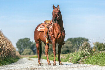 Portrait of a saddled beautiful chestnut western quarter horse gelding standing on a country road in summer outdoors - obrazy, fototapety, plakaty